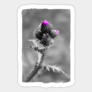 Thistle Sticker